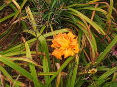 Hemerocallis fulva kwanso
