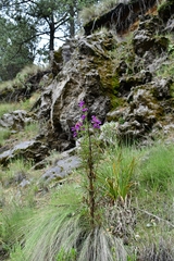 Penstemon gentianoides