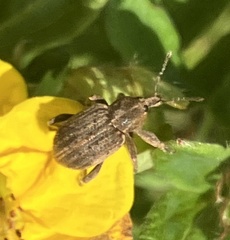 Brachypera zoilus