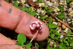 Trifolium amabile