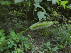 Setaria viridis