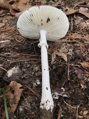 Amanita media