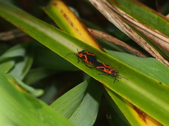 Lygaeus turcicus