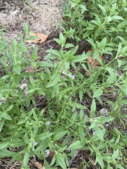 Trichostema brachiatum