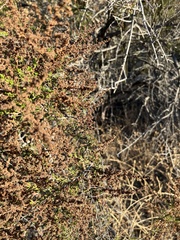 Adenostoma fasciculatum