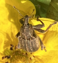 Brachypera zoilus