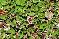 Trifolium amabile