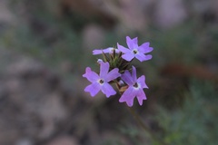 Glandularia aristigera