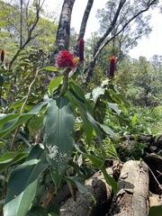 Costus