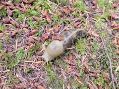 Ariolimax columbianus
