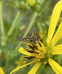 Syrphus