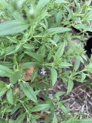Trichostema brachiatum