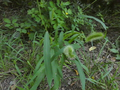 Setaria viridis
