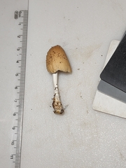 Coprinellus radians