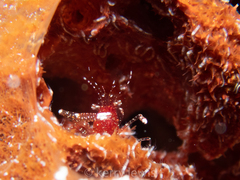 Periclimenes harringtoni