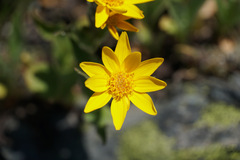 Arnica