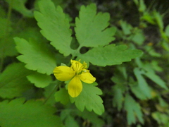 Chelidonium majus