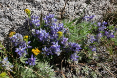 Lupinus lepidus