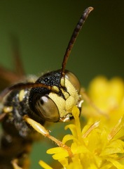 Cerceris atramontensis