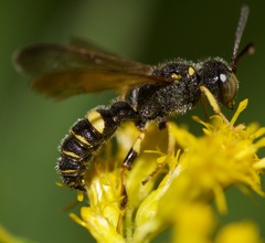 Cerceris atramontensis