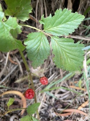 Rubus argutus