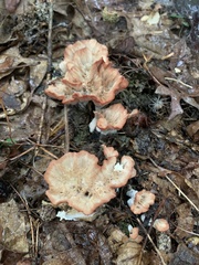 Podoscypha petalodes