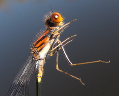 Pseudagrion rufostigma