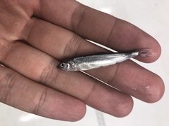 Coregonus artedi