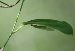 Leucochrysa insularis