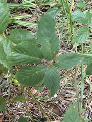 Rubus argutus