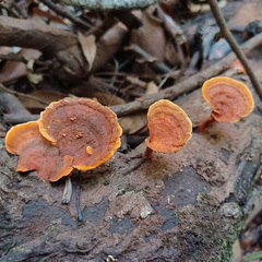 Trametes sanguinea