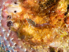 Malacoctenus triangulatus