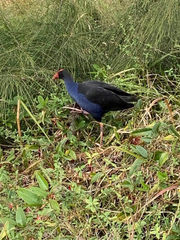 Porphyrio melanotus