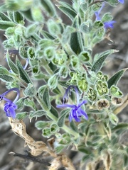 Trichostema lanceolatum