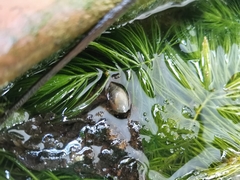 Lymnaeidae