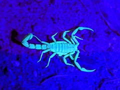 Paravaejovis confusus