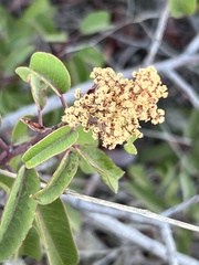 Malosma laurina