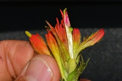 Castilleja moranensis