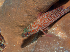 Cephalopholis cruentata