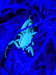 Paravaejovis confusus