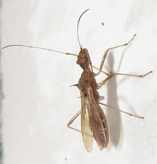 Dulichius trispinosus