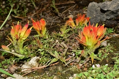 Castilleja moranensis