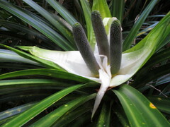 Freycinetia banksii
