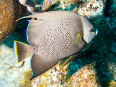 Pomacanthus arcuatus