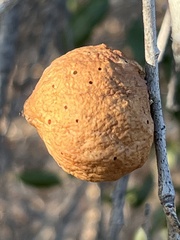 Amphibolips quercuspomiformis