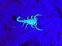 Paravaejovis confusus