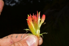 Castilleja moranensis