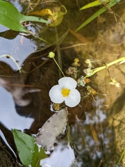 Sagittaria