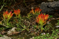Castilleja moranensis