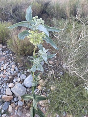 Asclepias erosa